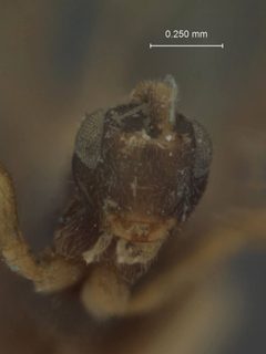 Stenomacrus borealis by the Smithsonian. Used under a CC0 license.