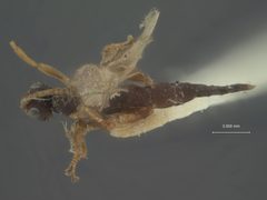 Stenomacrus borealis by the Smithsonian. Used under a CC0 license.
