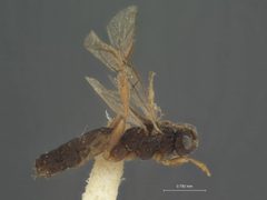 Stenomacrus borealis by the Smithsonian. Used under a CC0 license.