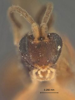 Stenomacrus hastatus by the Smithsonian. Used under a CC0 license.