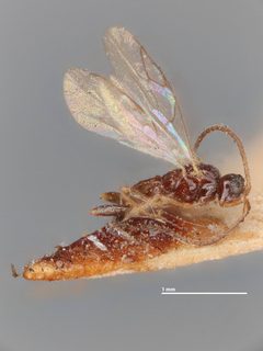 Stenomacrus intritus by the Smithsonian. Used under a CC0 license.