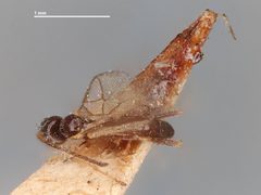 Stenomacrus intritus by the Smithsonian. Used under a CC0 license.