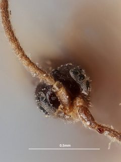 Stenomacrus intritus by the Smithsonian. Used under a CC0 license.