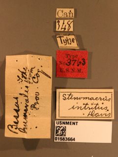 Stenomacrus intritus by the Smithsonian. Used under a CC0 license.