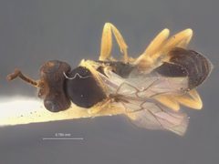 Sympherta mnemonicae by the Smithsonian. Used under a CC0 license.