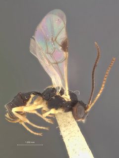 Sympherta mnemonicae by the Smithsonian. Used under a CC0 license.
