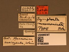 Sympherta mnemonicae by the Smithsonian. Used under a CC0 license.