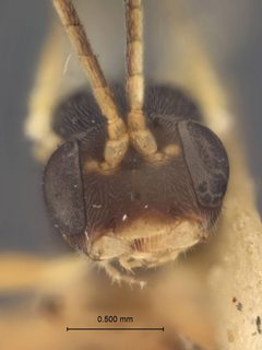 Sympherta mnemonicae by the Smithsonian. Used under a CC0 license.