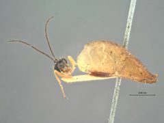 Syrphoctonus atamensis by the Smithsonian. Used under a CC0 license.