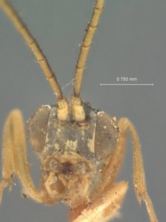 Syrphoctonus atamensis by the Smithsonian. Used under a CC0 license.