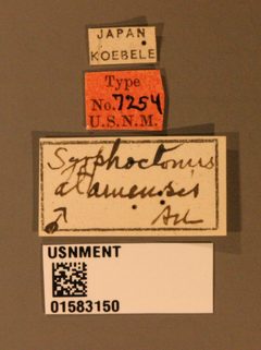 Syrphoctonus atamensis by the Smithsonian. Used under a CC0 license.