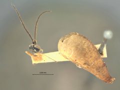 Syrphoctonus atamensis by the Smithsonian. Used under a CC0 license.