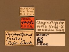 Syrphoctonus foutsi by the Smithsonian. Used under a CC0 license.
