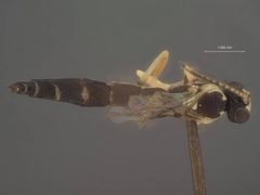 Syrphoctonus foutsi by the Smithsonian. Used under a CC0 license.