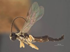 Syrphoctonus foutsi by the Smithsonian. Used under a CC0 license.