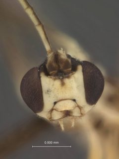 Syrphoctonus foutsi by the Smithsonian. Used under a CC0 license.