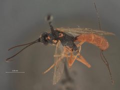 Syzeuctus epischiniae by the Smithsonian. Used under a CC0 license.
