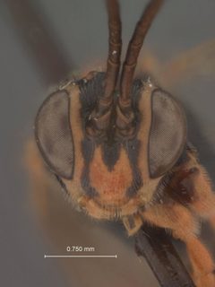 Syzeuctus epischiniae by the Smithsonian. Used under a CC0 license.