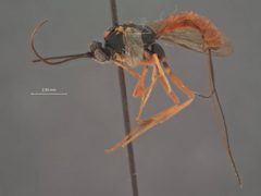 Syzeuctus epischiniae by the Smithsonian. Used under a CC0 license.