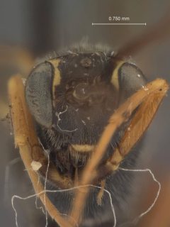 Syzeuctus sigmoidalis by the Smithsonian. Used under a CC0 license.