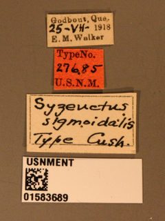 Syzeuctus sigmoidalis by the Smithsonian. Used under a CC0 license.