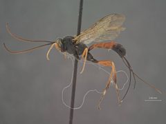 Syzeuctus sigmoidalis by the Smithsonian. Used under a CC0 license.
