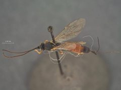 Syzeuctus sigmoidalis by the Smithsonian. Used under a CC0 license.