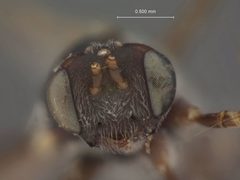 Tanychela pilosa by the Smithsonian. Used under a CC0 license.