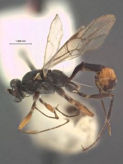 Tanychela pilosa by the Smithsonian. Used under a CC0 license.