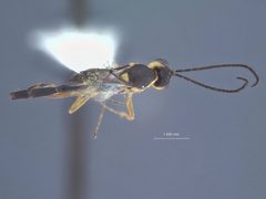 Temelucha carolinensis by the Smithsonian. Used under a CC0 license.
