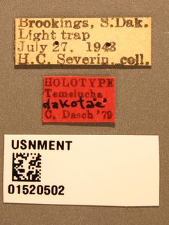 Temelucha dakotae by the Smithsonian. Used under a CC0 license.