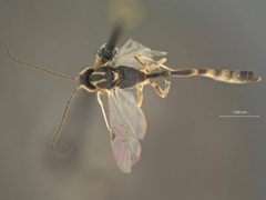 Temelucha pholisorae by the Smithsonian. Used under a CC0 license.