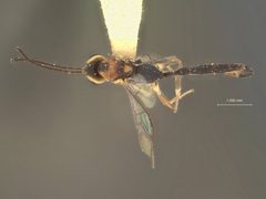 Temelucha yapensis by the Smithsonian. Used under a CC0 license.