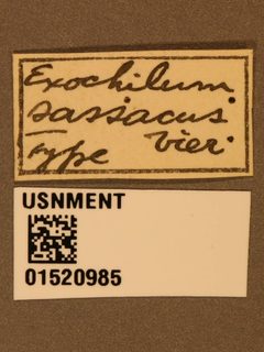 Therion sassacus by the Smithsonian. Used under a CC0 license.
