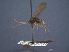 Therion sassacus by the Smithsonian. Used under a CC0 license.