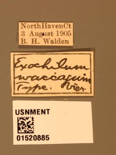 Therion waccagum by the Smithsonian. Used under a CC0 license.