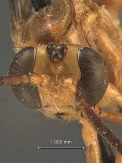 Theronia compacta by the Smithsonian. Used under a CC0 license.