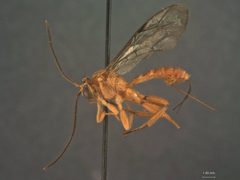 Theronia compacta by the Smithsonian. Used under a CC0 license.
