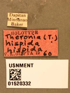 Theronia (T.) hispida hispida by the Smithsonian. Used under a CC0 license.