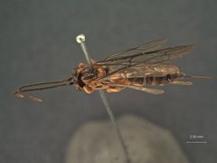Theronia (T.) hispida hispida by the Smithsonian. Used under a CC0 license.