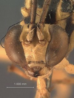 Theronia (Parema) nigribalteata bakeri by the Smithsonian. Used under a CC0 license.
