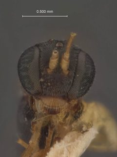 Thymaris americanus by the Smithsonian. Used under a CC0 license.