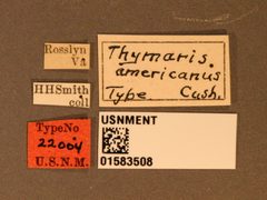 Thymaris americanus by the Smithsonian. Used under a CC0 license.