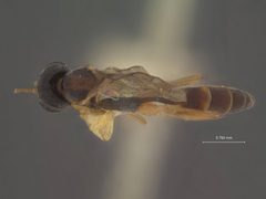 Thymaris americanus by the Smithsonian. Used under a CC0 license.