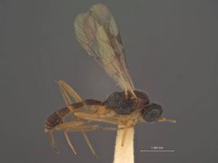 Thymaris americanus by the Smithsonian. Used under a CC0 license.
