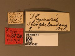 Thymaris slingerlandana by the Smithsonian. Used under a CC0 license.