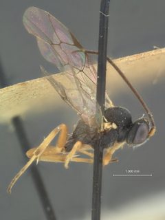 Thymaris slingerlandana by the Smithsonian. Used under a CC0 license.