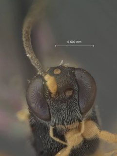Thymaris slingerlandana by the Smithsonian. Used under a CC0 license.