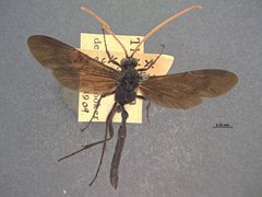 Thyreodon brullei by the Smithsonian. Used under a CC0 license.