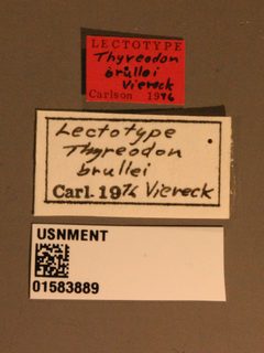 Thyreodon brullei by the Smithsonian. Used under a CC0 license.